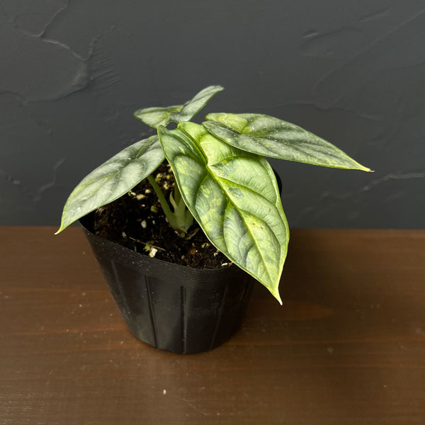 アロカシア：シルバードラゴン　斑入り　3.5号26-01