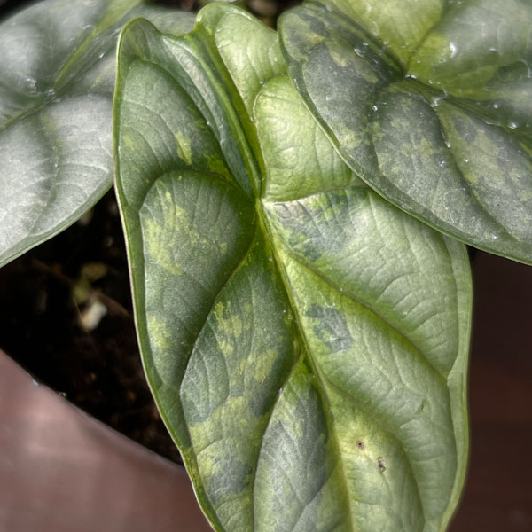 アロカシア：シルバードラゴン　斑入り　3.5号26-01