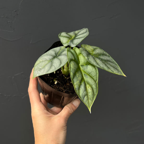 アロカシア：シルバードラゴン　斑入り　3.5号26-01