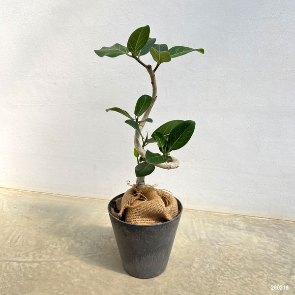 フィカス:ベンガレンシス(曲がり)5号鉢植え 7号鉢カバー付き(アートストーン ラウンド グレー)