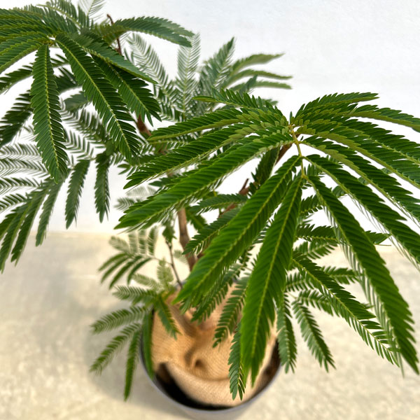 エバーフレッシュ（こだわりの曲がり仕立て）5号鉢植え　7号鉢カバー付き(アートストーン ラウンド グレー)*