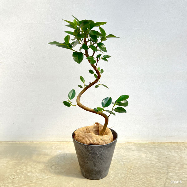 フランスゴムの木（曲がり）5号鉢植え　7号鉢カバー付き(アートストーン ラウンド グレー)*