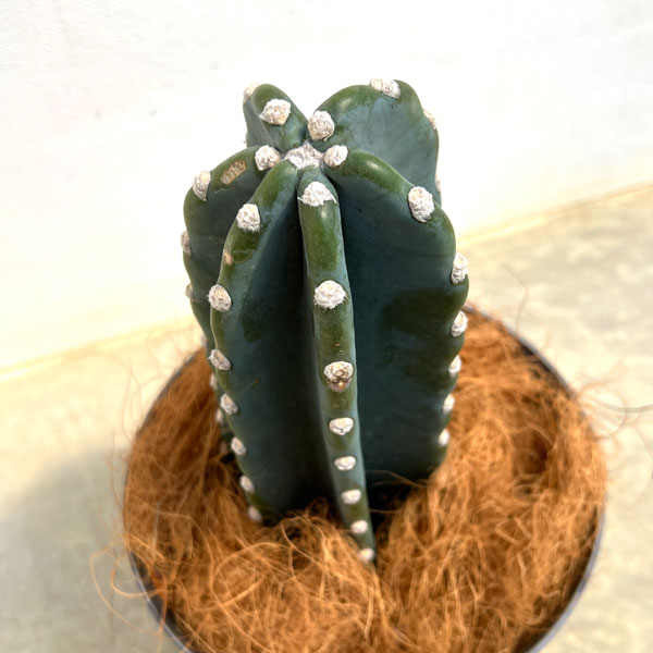 サボテン:ハシラサボテン5号鉢植え 6鉢カバー付き(アートストーン ラウンド グレー)