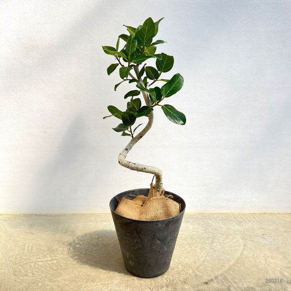 [送料無料]フィカス：ベンガレンシス（曲げ仕立て）7号鉢植え　10号鉢カバー付き(アートストーン ラウンド グレー)*　