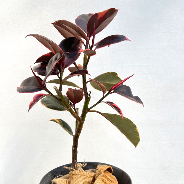 [送料無料]フィカス：エスティカルビー7号鉢植え　10鉢カバー付き(アートストーン ラウンド グレー)*