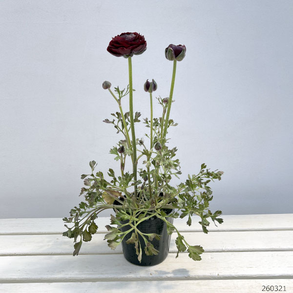 ラナンキュラス：ミスティ　ブラック4.5号ポット