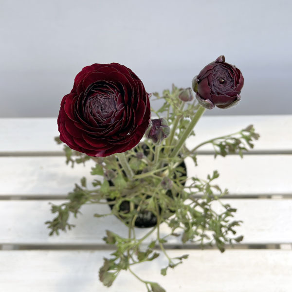 ラナンキュラス：ミスティ　ブラック4.5号ポット