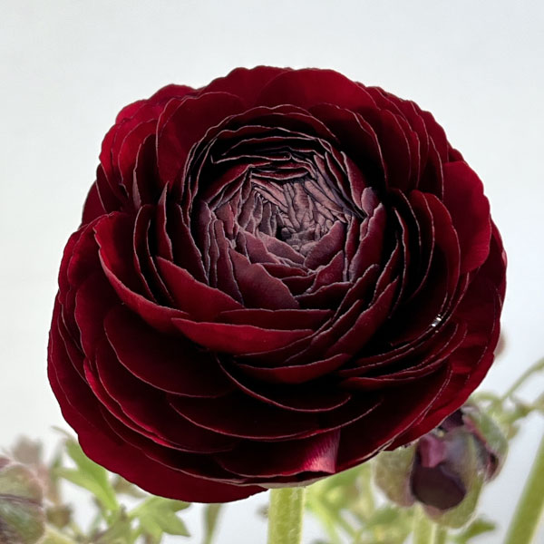 ラナンキュラス：ミスティ　ブラック4.5号ポット