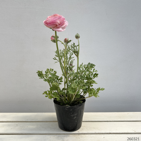 ラナンキュラス：ミスティ　ピンクフラッシュ4.5号ポット