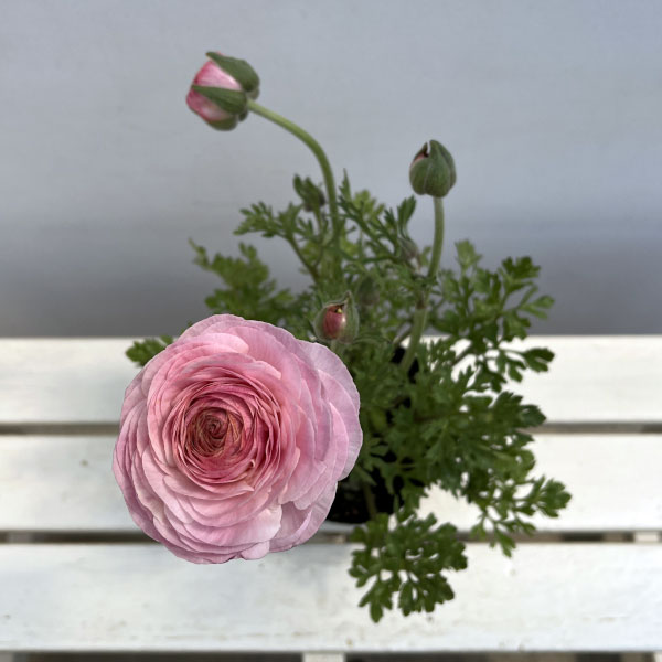 ラナンキュラス：ミスティ　ピンクフラッシュ4.5号ポット