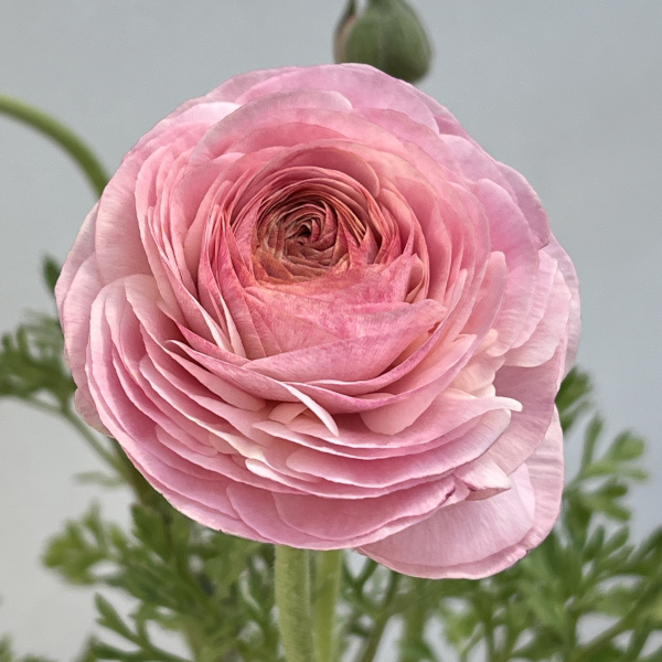 ラナンキュラス：ミスティ　ピンクフラッシュ4.5号ポット