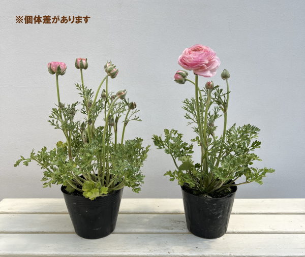 ラナンキュラス：ミスティ　ピンクフラッシュ4.5号ポット