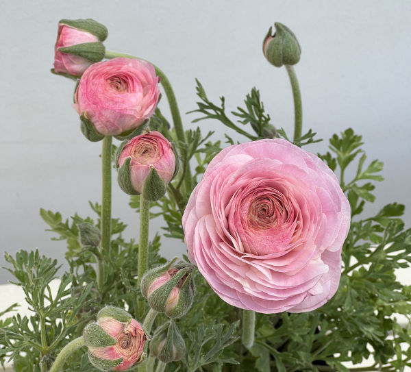 ラナンキュラス：ミスティ　ピンクフラッシュ4.5号ポット