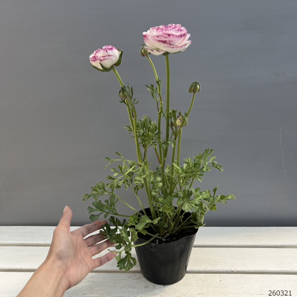 ラナンキュラス：ミスティ　ブルーピコティ4.5号ポット