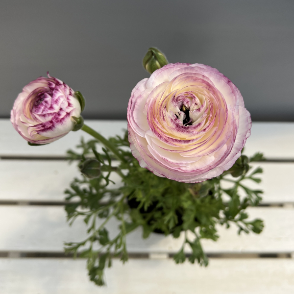 ラナンキュラス：ミスティ　ブルーピコティ4.5号ポット