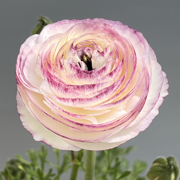 ラナンキュラス：ミスティ　ブルーピコティ4.5号ポット