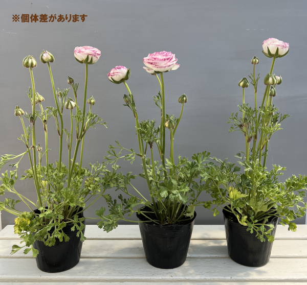 ラナンキュラス：ミスティ　ブルーピコティ4.5号ポット