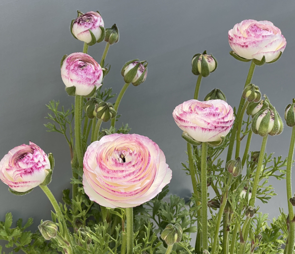 ラナンキュラス：ミスティ　ブルーピコティ4.5号ポット