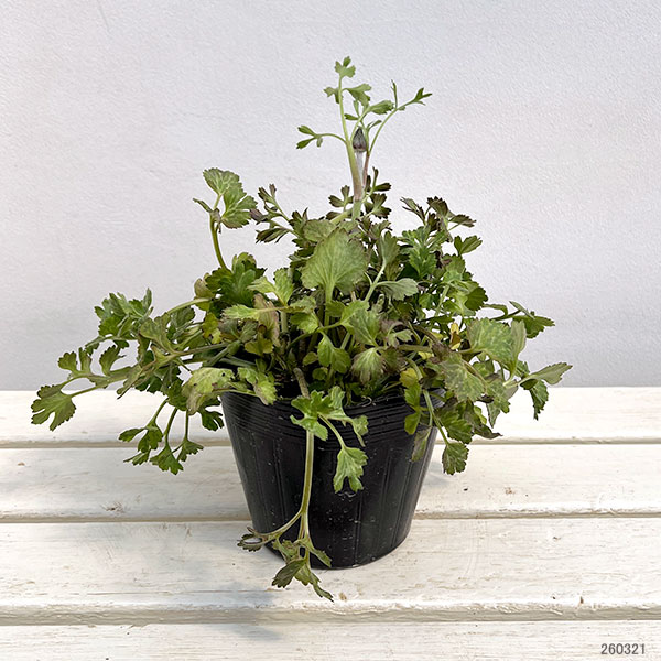 ラナンキュラス：エレガンス　ブラック4.5号ポット