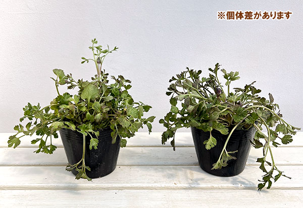 ラナンキュラス：エレガンス　ブラック4.5号ポット