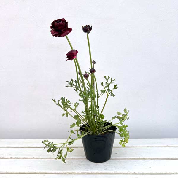 ラナンキュラス：エレガンス　ブラック4.5号ポット