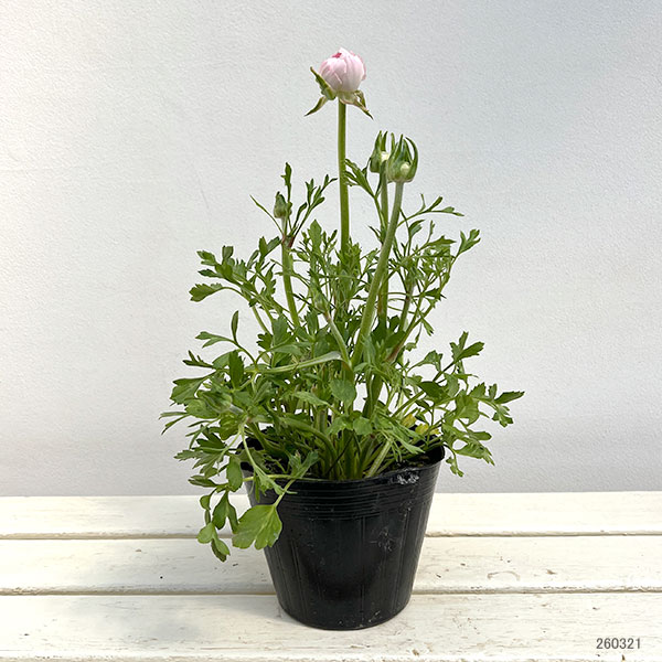 ラナンキュラス：エレガンス　ライトピンク4.5号