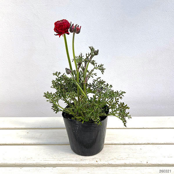 ラナンキュラス：アルペンフラワー西山さん切花選抜種　レッド4.5号ポット