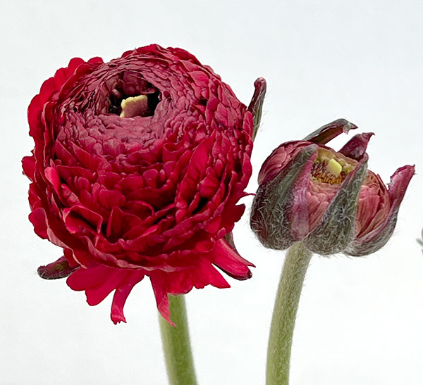 ラナンキュラス：アルペンフラワー西山さん切花選抜種　レッド4.5号ポット