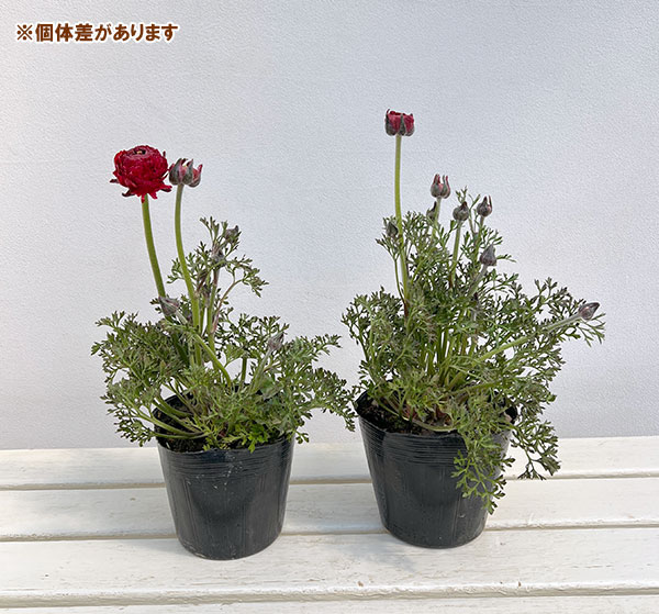 ラナンキュラス：アルペンフラワー西山さん切花選抜種　レッド4.5号ポット