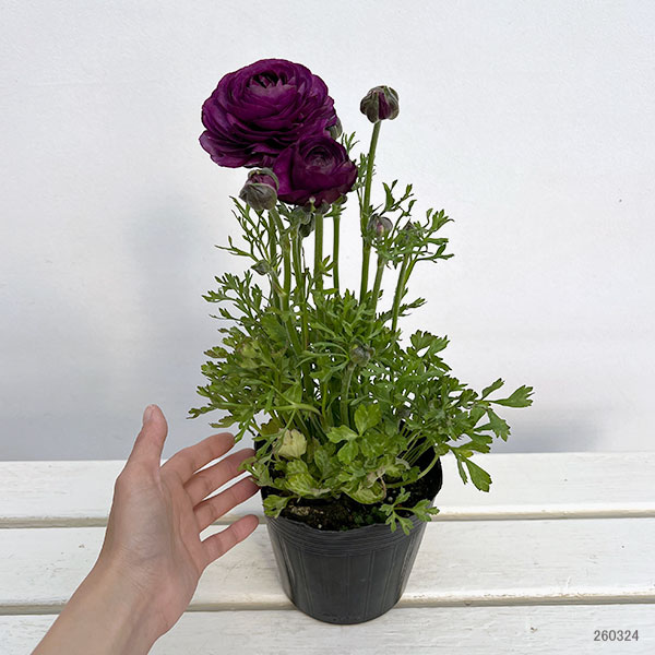 ラナンキュラス：アルペンフラワー西山さん切花選抜種　パープル4.5号ポット