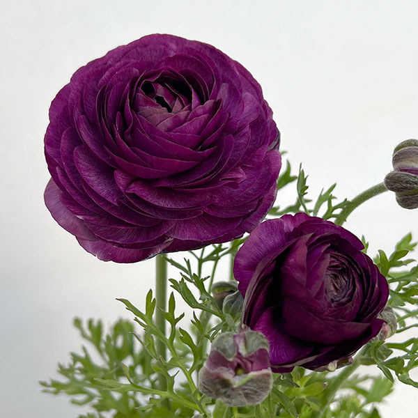 ラナンキュラス：アルペンフラワー西山さん切花選抜種　パープル4.5号ポット