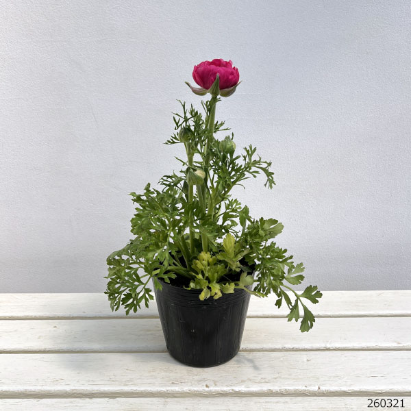 ラナンキュラス：アルペンフラワー西山さん切花選抜種　ピンクバイカラー4.5号ポット