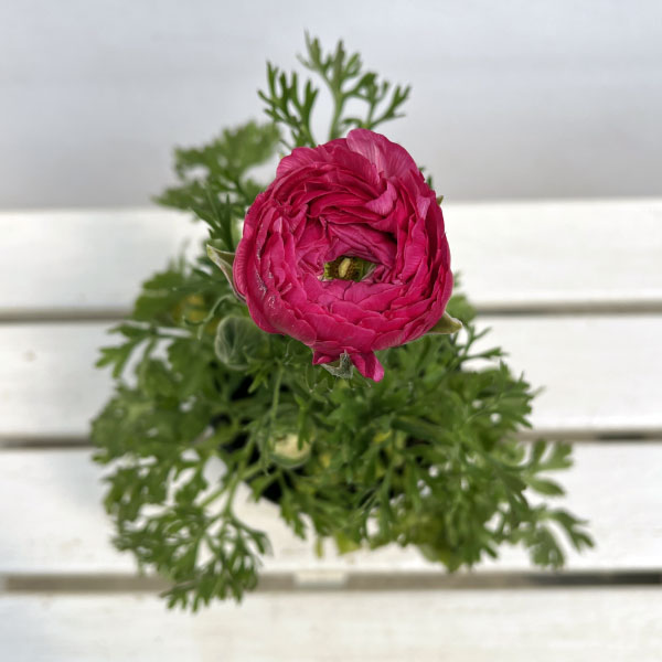 ラナンキュラス：アルペンフラワー西山さん切花選抜種　ピンクバイカラー4.5号ポット