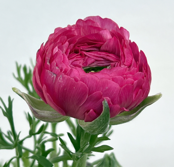 ラナンキュラス：アルペンフラワー西山さん切花選抜種　ピンクバイカラー4.5号ポット