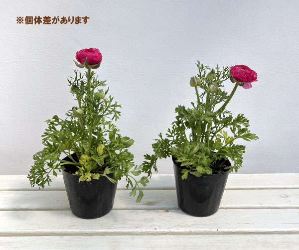 ラナンキュラス：アルペンフラワー西山さん切花選抜種　ピンクバイカラー4.5号ポット