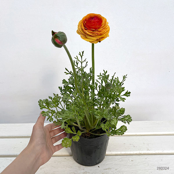 ラナンキュラス：アルペンフラワー西山さん切花選抜種　オレンジ4.5号ポット