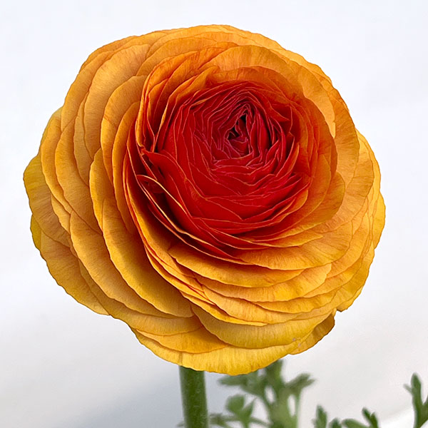 ラナンキュラス：アルペンフラワー西山さん切花選抜種　オレンジ4.5号ポット