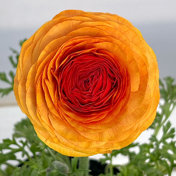 ラナンキュラス：アルペンフラワー西山さん切花選抜種　オレンジ4.5号ポット