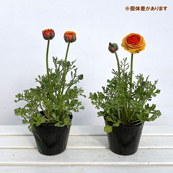 ラナンキュラス：アルペンフラワー西山さん切花選抜種　オレンジ4.5号ポット