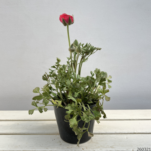 ラナンキュラス：アルペンフラワー西山さん切花選抜種　ピーチ4.5号ポット