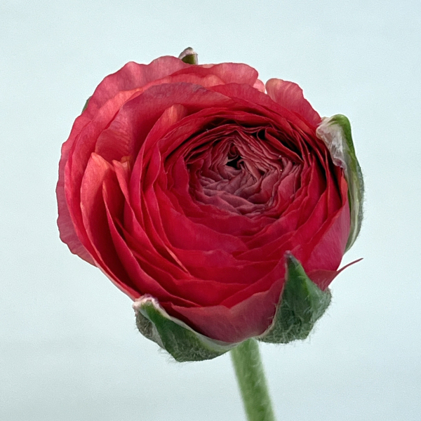 ラナンキュラス：アルペンフラワー西山さん切花選抜種　ピーチ4.5号ポット