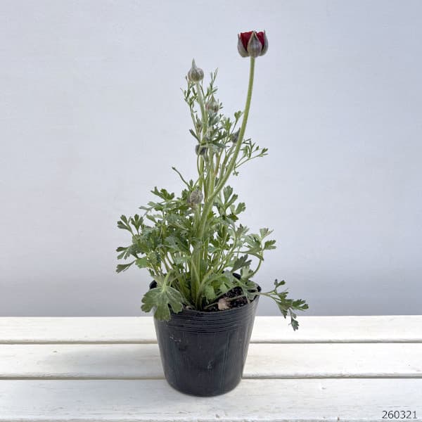 ラナンキュラス：アルペンフラワー西山さん切花選抜種　朱赤4.5号ポット