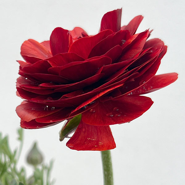 ラナンキュラス：アルペンフラワー西山さん切花選抜種　朱赤4.5号ポット