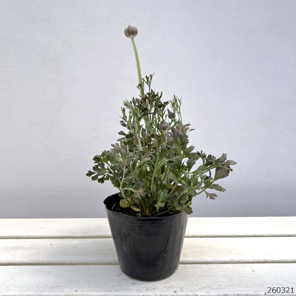 ラナンキュラス：アルペンフラワー西山さん切花選抜種　朱赤バイカラー4.5号ポット