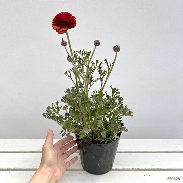 ラナンキュラス：アルペンフラワー西山さん切花選抜種　朱赤バイカラー4.5号ポット