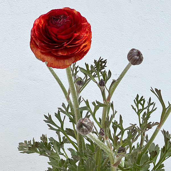 ラナンキュラス：アルペンフラワー西山さん切花選抜種　朱赤バイカラー4.5号ポット