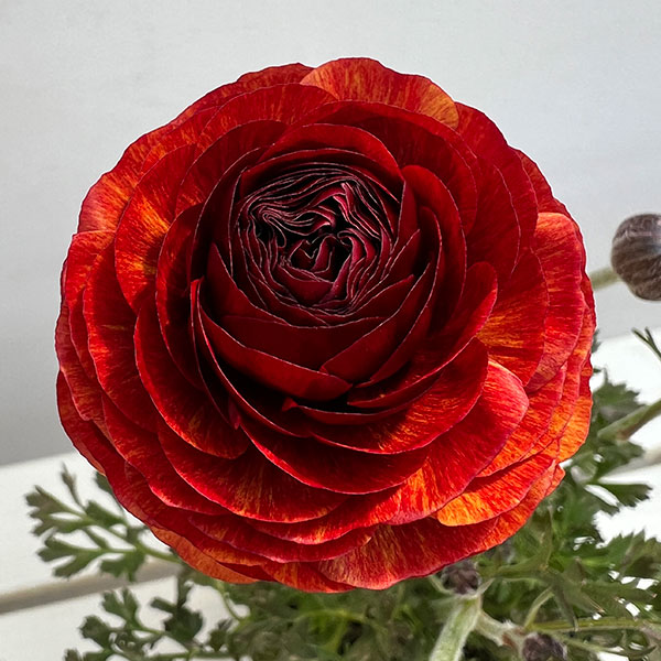 ラナンキュラス：アルペンフラワー西山さん切花選抜種　朱赤バイカラー4.5号ポット