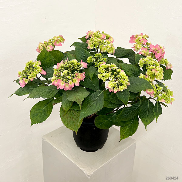 （わけあり特価）アジサイ：小さな愛 5号鉢植え