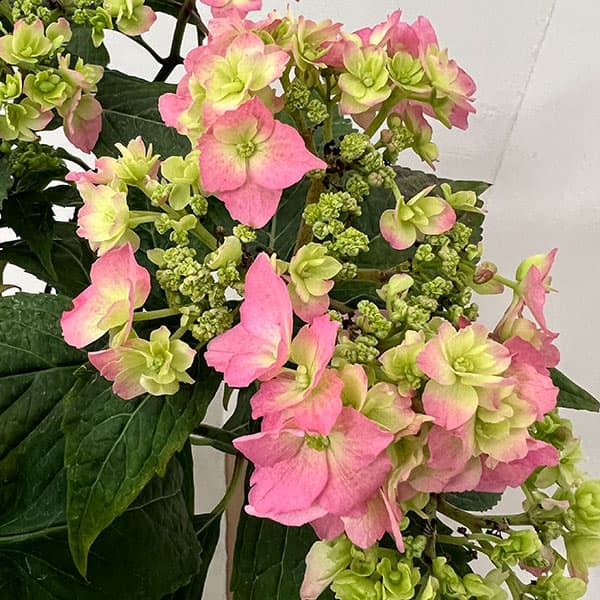 （わけあり特価）アジサイ：小さな愛 5号鉢植え