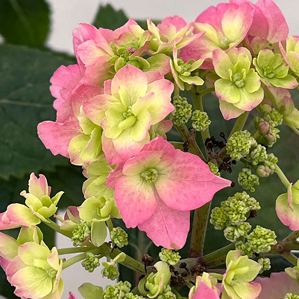 （わけあり特価）アジサイ：小さな愛 5号鉢植え